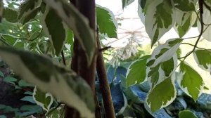 Дерен на штамбе. Как самостоятельно сделать.