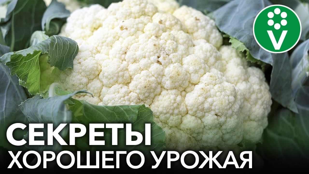 УРОЖАЙ ЦВЕТНОЙ КАПУСТЫ КРУГЛЫЙ ГОД! Простые правила посева и выращивания капусты без пикировки смотреть онлайн