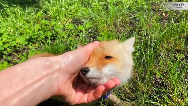 Лисенок, который привязался к человеку!!! #лисёнок #дружбаживотных смотреть онлайн