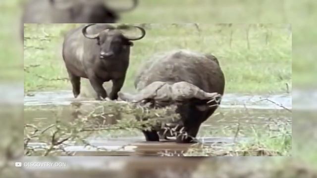 Вот Почему Бегемот Самое Опасное Животное Африки смотреть онлайн