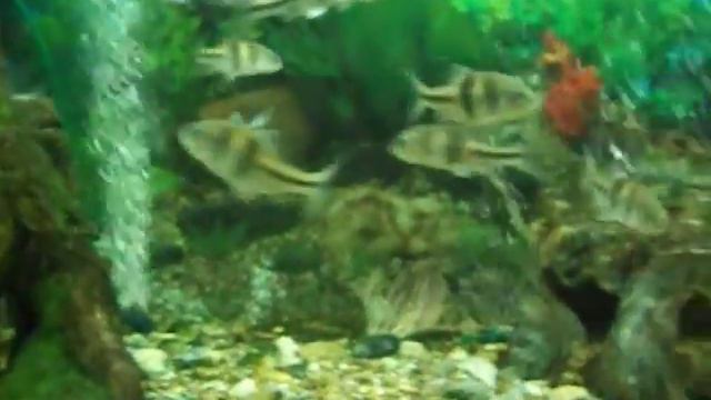 Аквариум в Новосибирском зоопарке (Секция аквариумистики) смотреть онлайн