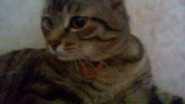 кот-пирог смотреть онлайн