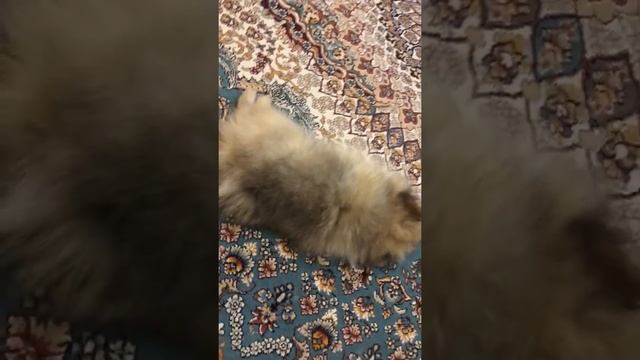 Померанский шпиц. Карликовый шпиц. Немецкий шпиц.Щенок,2 месяца смотреть онлайн