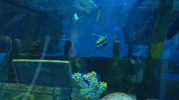 Океанариум в Астане / Центр семейного отдыха Ailand / Видели русалку / Ловим рыб