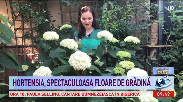 Hortensia, spectaculoasa floare de grădină смотреть онлайн