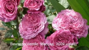 Сорта роз! Заказ новых роз! Питомник Мери роуз! Заказ на осень 2020!