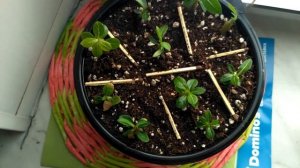 ? АДЕНИУМ ? Пересадка сеянцев #адениум #bonsai #adenium