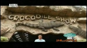 крокодил почти отрывает руку Animal Planet
