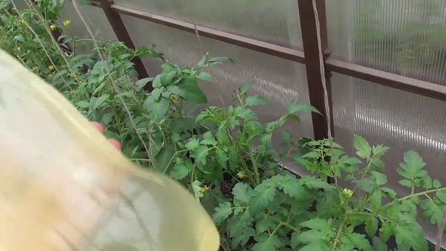 Обработка Томатов Сывороткой. Народные Средства. смотреть онлайн