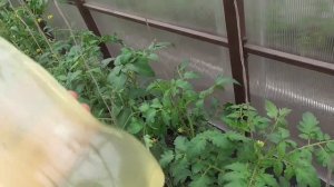 Обработка Томатов Сывороткой. Народные Средства.
