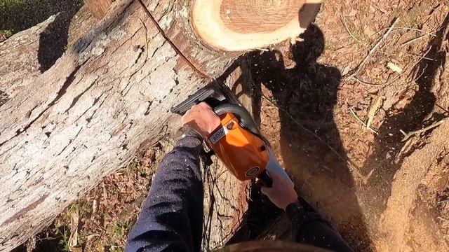 Stihl 881, the LARGEST saw built VS a monster OAK смотреть онлайн