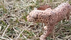 /Шляйх сериал /  Легенда 8 часть  /с фигурками животных/