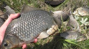 ЧУТЬ ОПЯТЬ НЕ ПОПАЛ НА БАБКИ! ЗАКИНУЛ УДОЧКУ В ДЕБРИ А ТАМ КАБАН! рыбалка на поплавок