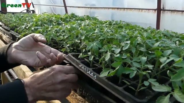 Пистолет для посадки, высадки рассады. Сажалка рассады. смотреть онлайн