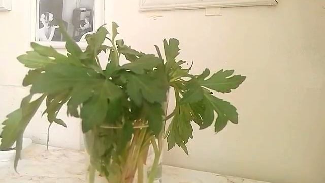 ИЗБАВЛЯЕТ ОТ ЛИШНИХ КГ И ВЫВОДИТ ШЛАКИ РУДБЕКИЯ РАССЕЧЁННАЯ 14.04.2017 смотреть онлайн