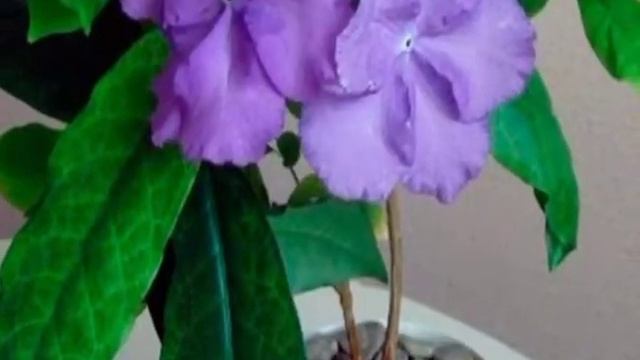 XONA GULLARI ORASIDA ZAHARLI VA XAVFLI BO'LGAN GULLAR HAQIDA MA'LUMOT смотреть онлайн