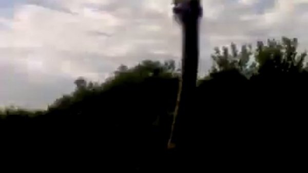 Гопник и страус