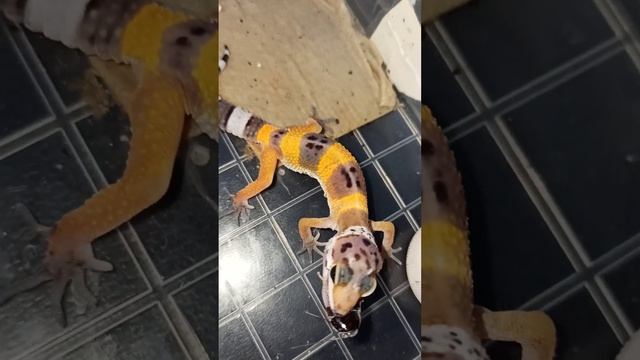 Малыш эублефара и таракан покрупнее. смотреть онлайн