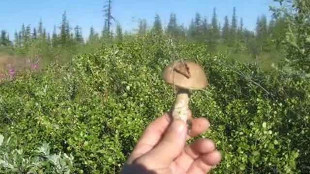 Нижняя Колыма (Крепче целуй) смотреть онлайн