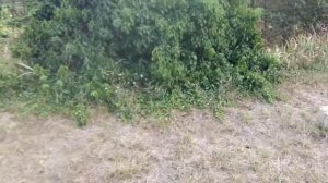 бензокоса БК 52-Н /БЕЛАРУСЬ