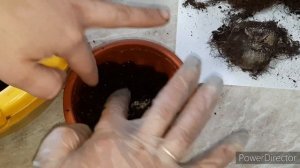 Как пересадить глоксинии?