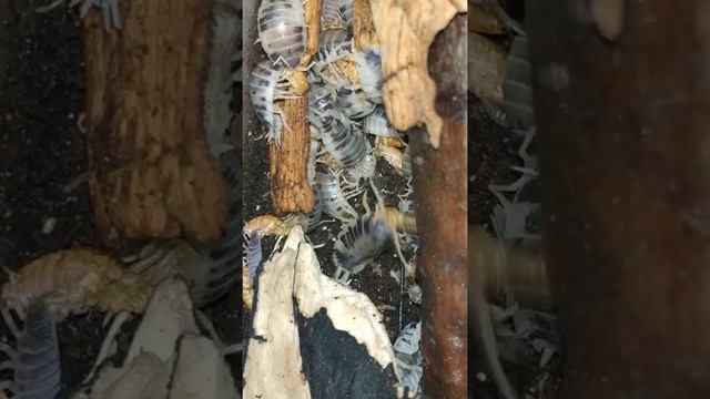 Как живут мокрички #тропическиемокрицы#мокрицы смотреть онлайн