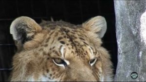 Как выглядит самый большой кот в мире