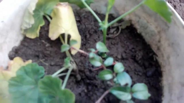 How I Multiply Pelargonium Spp.-muscata