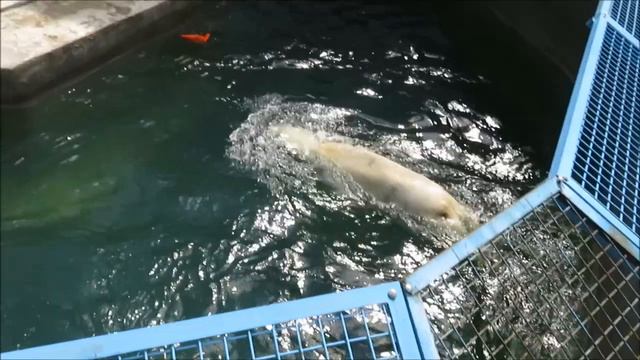 Кай плавает, а Герда отдыхает 15.06.2022 смотреть онлайн