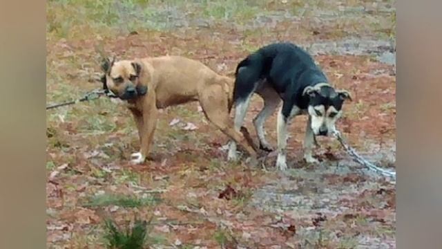 DOC Kennels & BreakBredKNLS collaboration. смотреть онлайн
