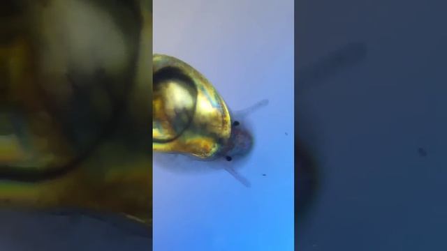 ВОДА ИЗ РЕКИ ПОД МИКРОСКОПОМ