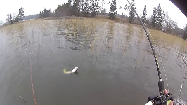 Спиннербейт в ноябре. Поимка крупной щуки в отвес. смотреть онлайн