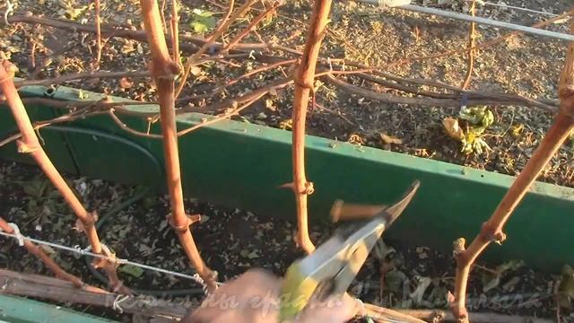 На нашем винограднике Подготовка к зиме Готовим кусты к обрезке смотреть онлайн