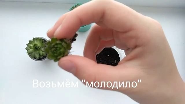 Суккуленты. Каменная роза. смотреть онлайн