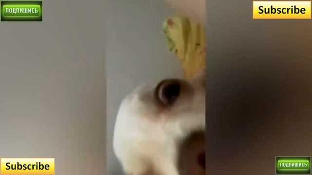 Угарные видео с животными. Funny animals🤣😺#7 смотреть онлайн