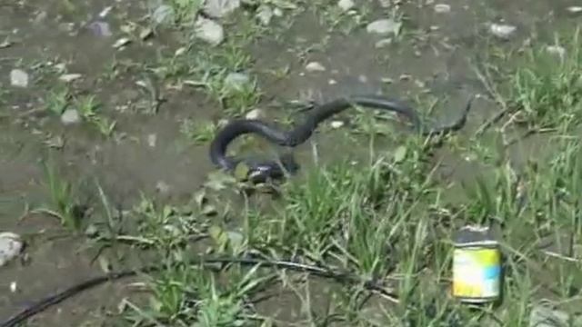 Уж с добычей (было Гадюка с добычей) смотреть онлайн