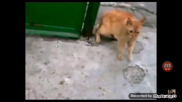 Драки котов