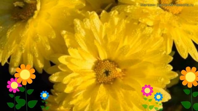 Хризантема корейская. Краткий обзор, описание характеристик chrysanthemum koreanum Цитрус смотреть онлайн