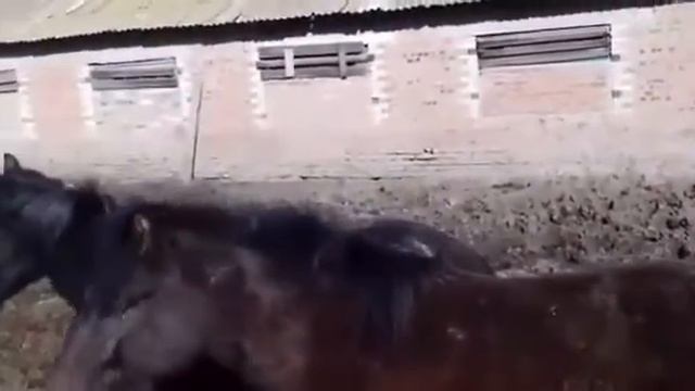 Донские жеребята смотреть онлайн