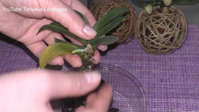 Посадка мини фаленопсиса в ротанговый шар Гнездо смотреть онлайн