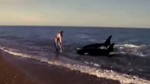 Дружба между человеком и дикими косатками возможна? Да!