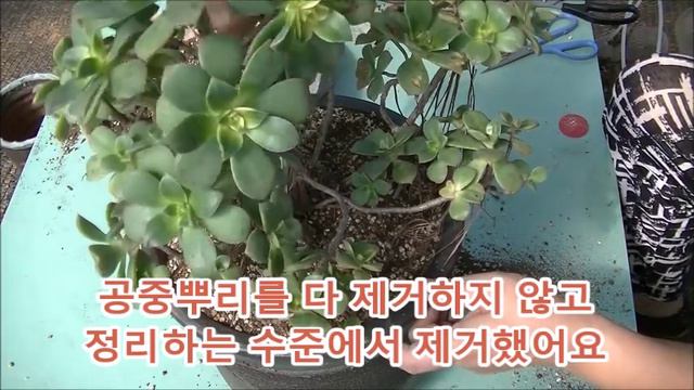 다육 식물 까라솔키우기① Aeonium kiwi succulent Plant смотреть онлайн