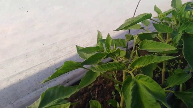 Ранние томаты под агроволокном. 10 тыс. кустов от высадки до подвязки высокорослых томатов