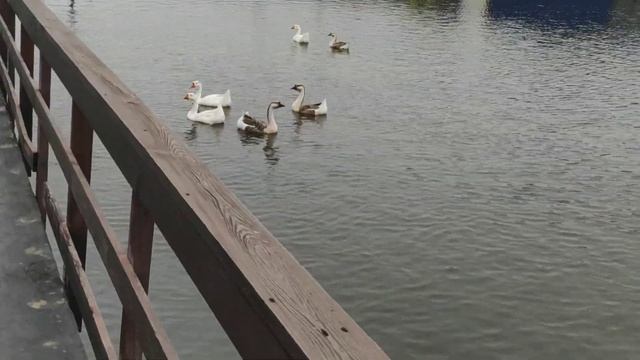 Плывём по водичке /прокат лёгкой техники смотреть онлайн