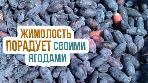 Уход за жимолостью съедобной. Что нужно знать об успешном выращивании жимолости?