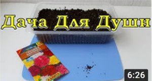 ГВОЗДИКА: тонкости выращивания рассады ⚘⚘⚘