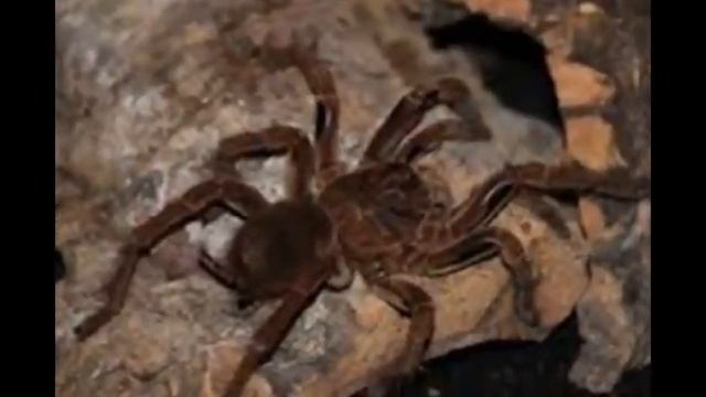 Mundo Animal, Theraphosa blondi. смотреть онлайн