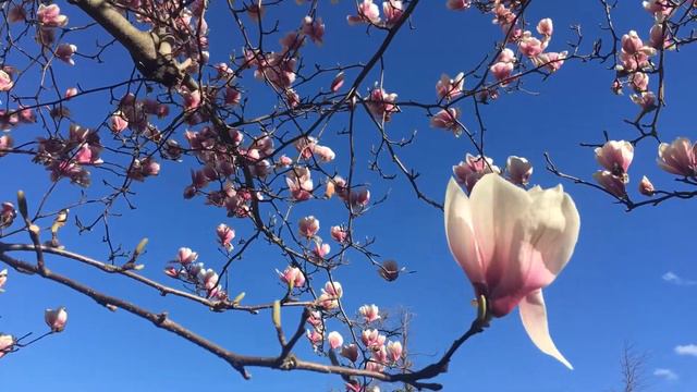 Take a 30 Second Vacation with Lois Magnolia Blue Sky смотреть онлайн