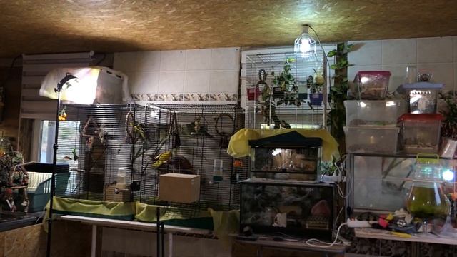 #ВВП_Чехи 09/10/2022 Татоше 1 месяц - хочет ВЫЙТИ из гнезда / Тесла УЛЕТЕЛ - ПТЕНЕЦ остался ОДИН смотреть онлайн