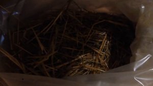 КАК ПРАВИЛЬНО СДЕЛАТЬ ГРИБНЫЕ БЛОКИ ДЛЯ ВЫРАЩИВАНИЯ ВЕШЕНКИ